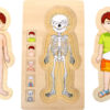 Layer Puzzle Anatomy Boy